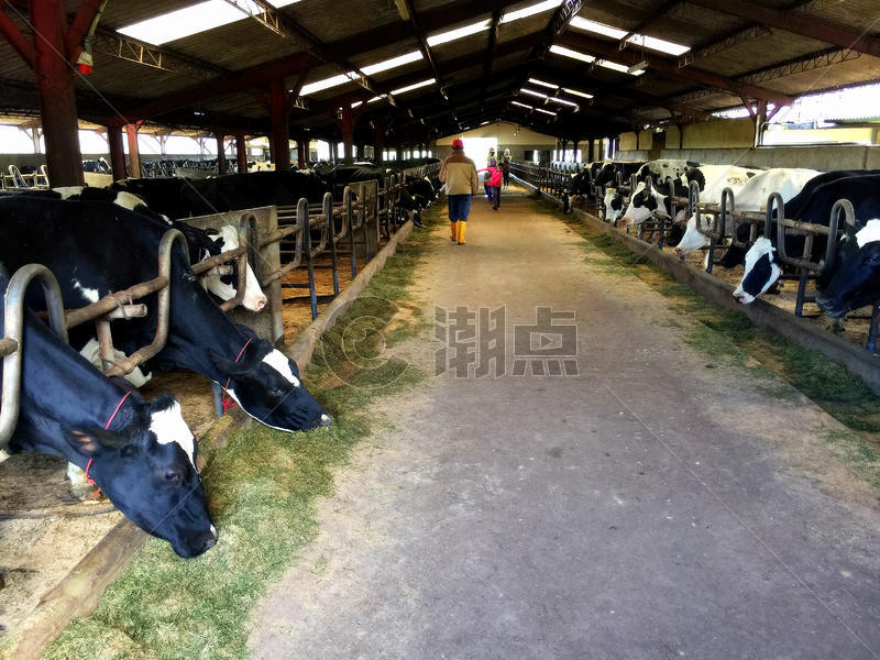 奶牛农场图片素材免费下载