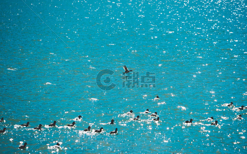 湖面上起飞的鸟图片素材免费下载