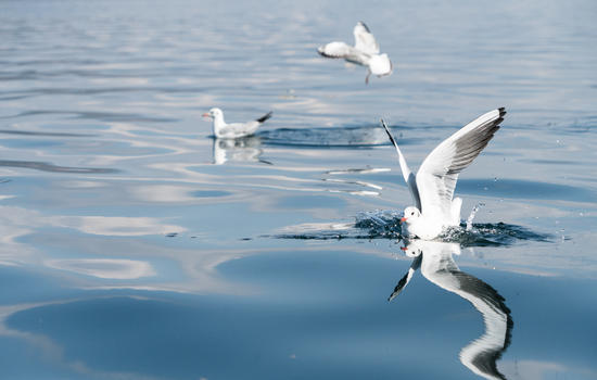 泸沽湖上飞舞的精灵图片素材免费下载