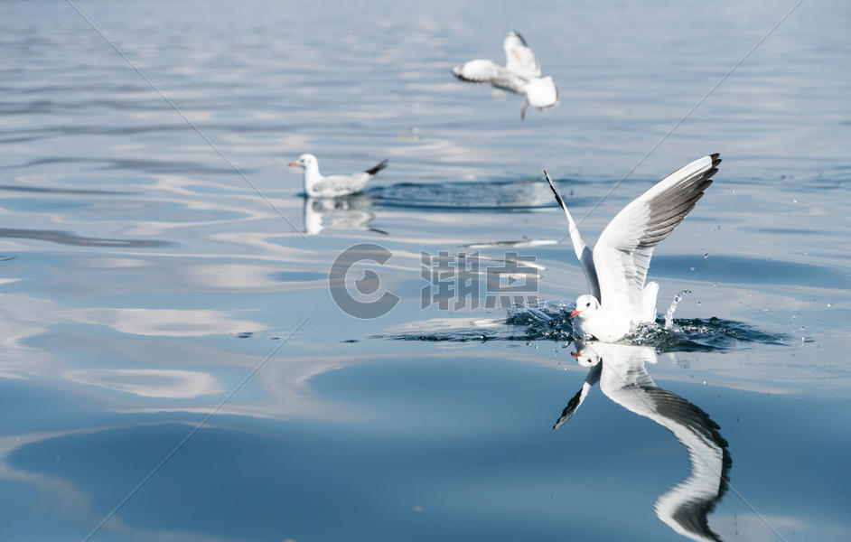 泸沽湖上飞舞的精灵图片素材免费下载