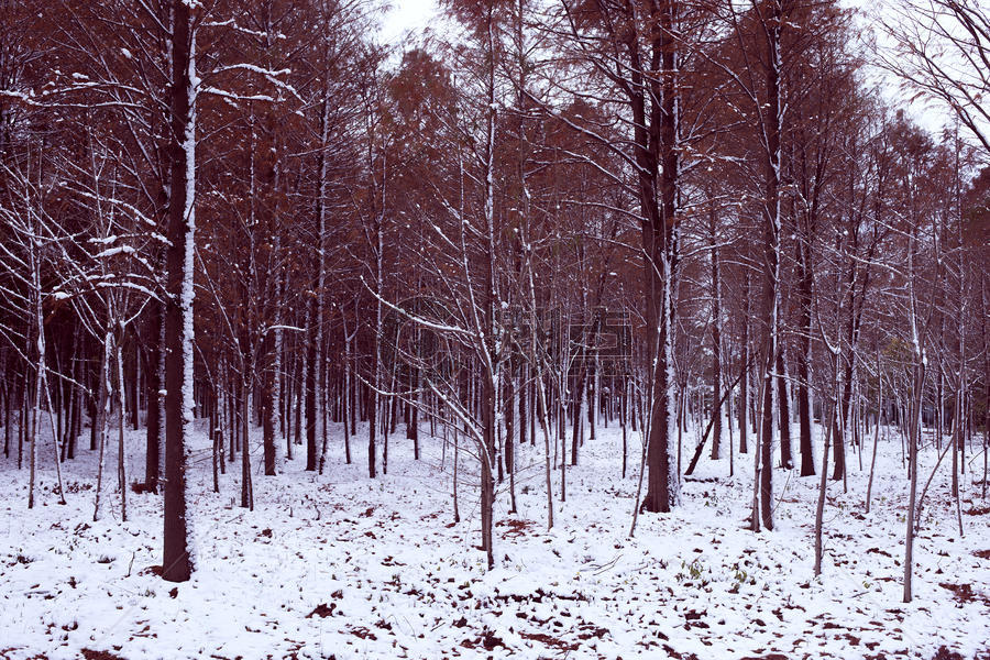 雪天下的树林图片素材免费下载