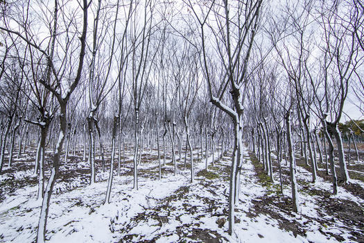 雪天下的树林图片素材免费下载