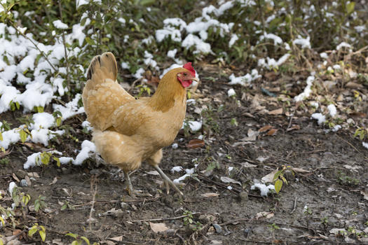雪地上的鸡图片素材免费下载