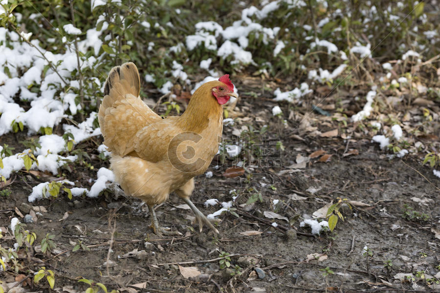 雪地上的鸡图片素材免费下载