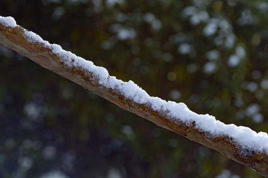严寒树干上的积雪图片素材免费下载