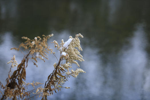 冬天芦苇上有一丝积雪图片素材免费下载