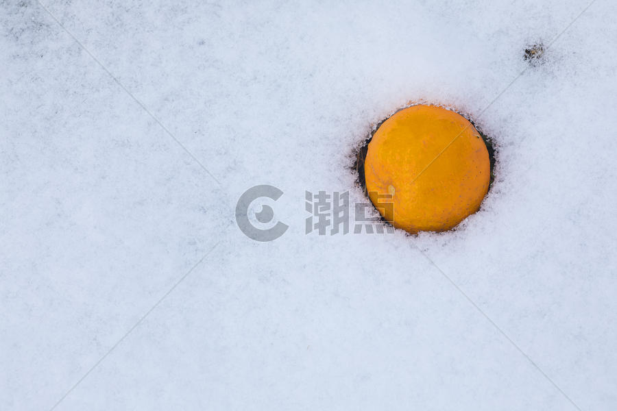 雪地里的橘子图片素材免费下载