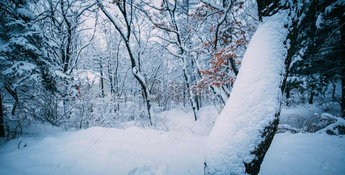 冬天被大雪覆盖住的树林美景图片素材免费下载