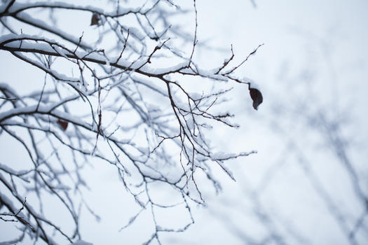 树枝上的积雪图片素材免费下载