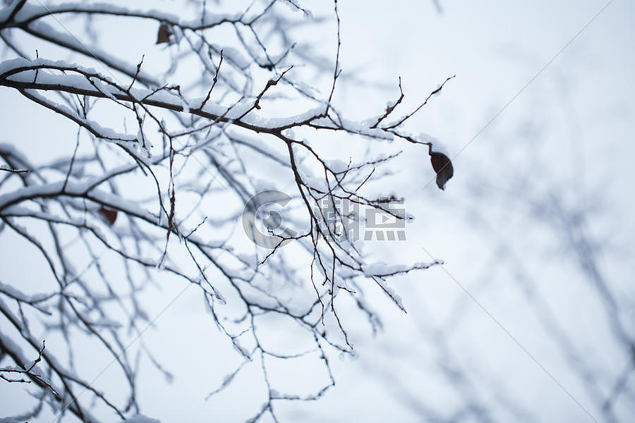 树枝上的积雪图片素材免费下载
