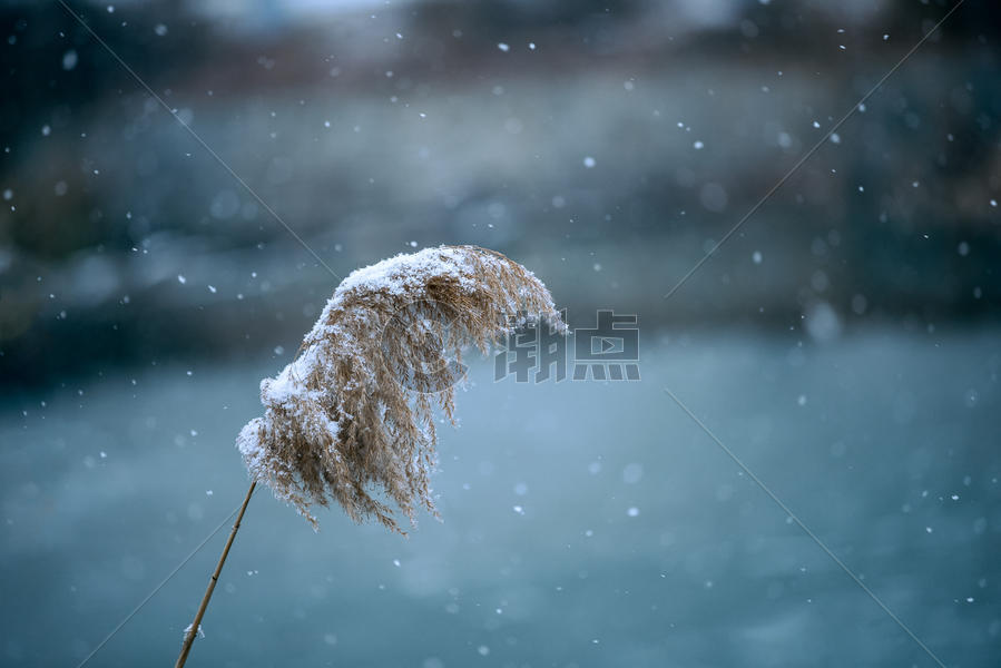雪中芦苇图片素材免费下载