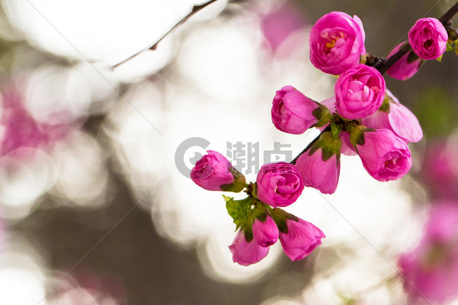 春天樱花含苞待放图片素材免费下载