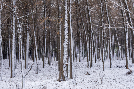 立春的雪景图片素材免费下载