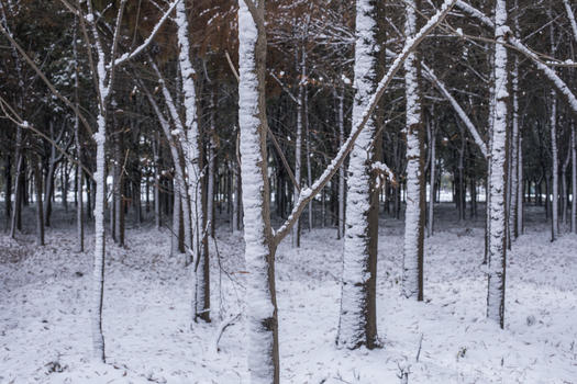 立春的雪景图片素材免费下载