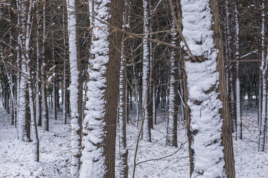 严寒树干上的积雪图片素材免费下载