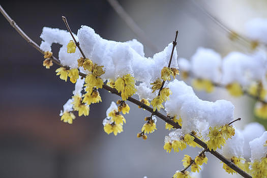 寒冬里下过雪的腊梅花图片素材免费下载