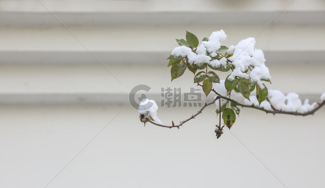 初春时分下雪后的树叶图片素材免费下载