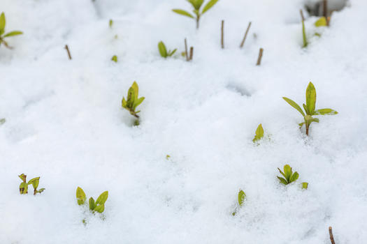 寒冬里的雪景图片素材免费下载