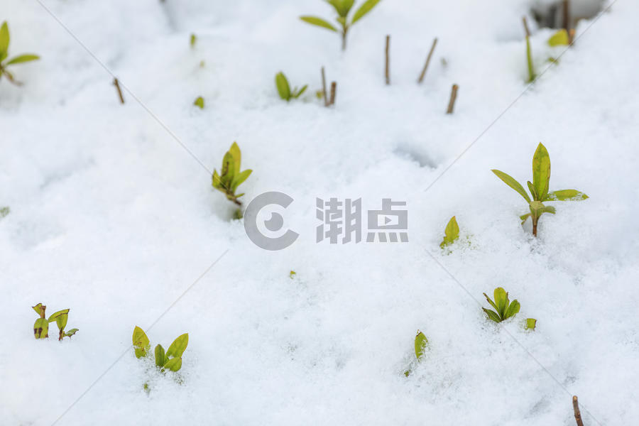 寒冬里的雪景图片素材免费下载