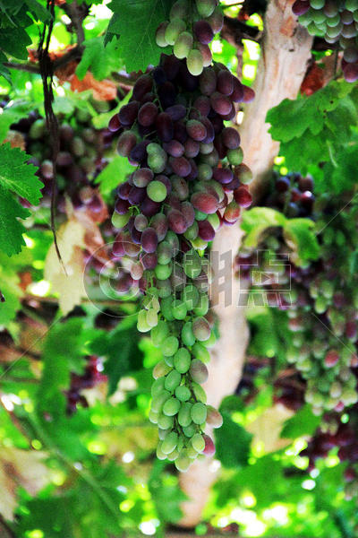 吐鲁番的葡萄图片素材免费下载