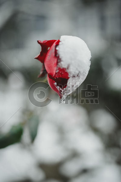 冬季里冰雪玫瑰花图片素材免费下载
