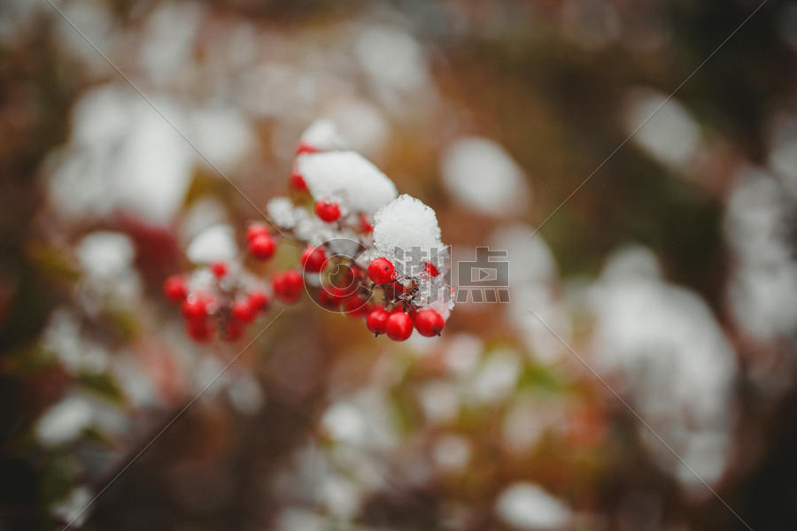 冬季里的红色果实图片素材免费下载