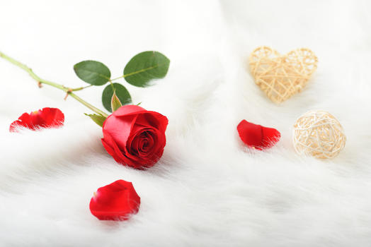 绒毛上鲜红的玫瑰花图片素材免费下载