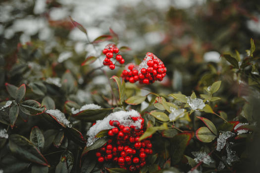 火棘红色果实雪景图图片素材免费下载