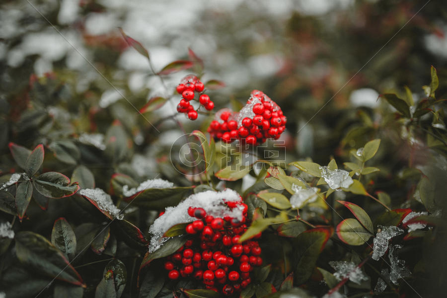 火棘红色果实雪景图图片素材免费下载