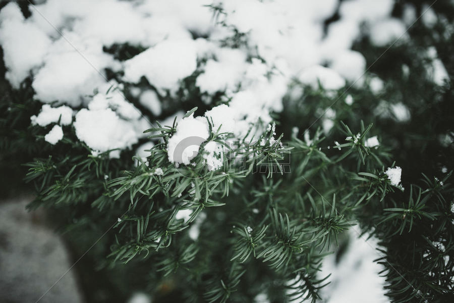 冬日松树上的积雪图片素材免费下载