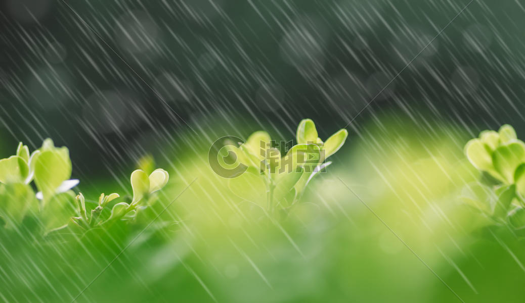 春天的雨水图片素材免费下载