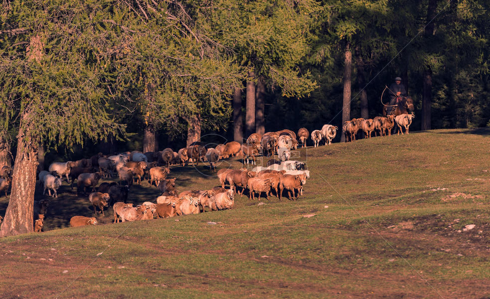 新疆喀纳斯羊群图片素材免费下载