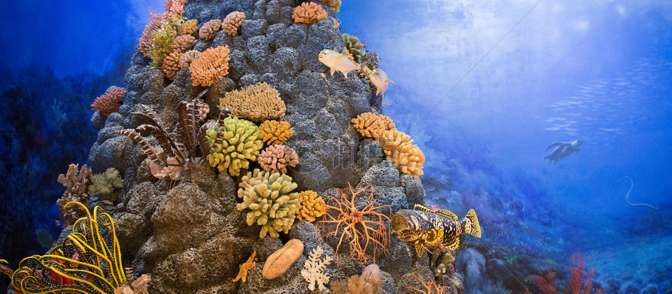 珊瑚礁静物图图片素材免费下载