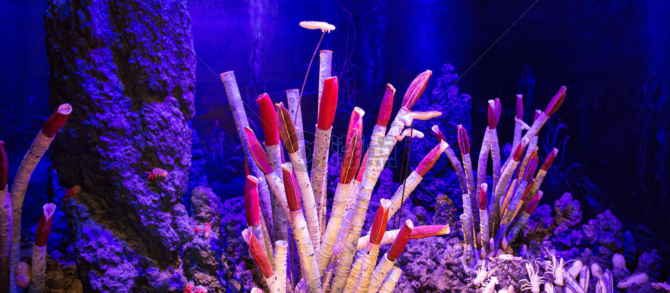 深海的珊瑚礁图片素材免费下载