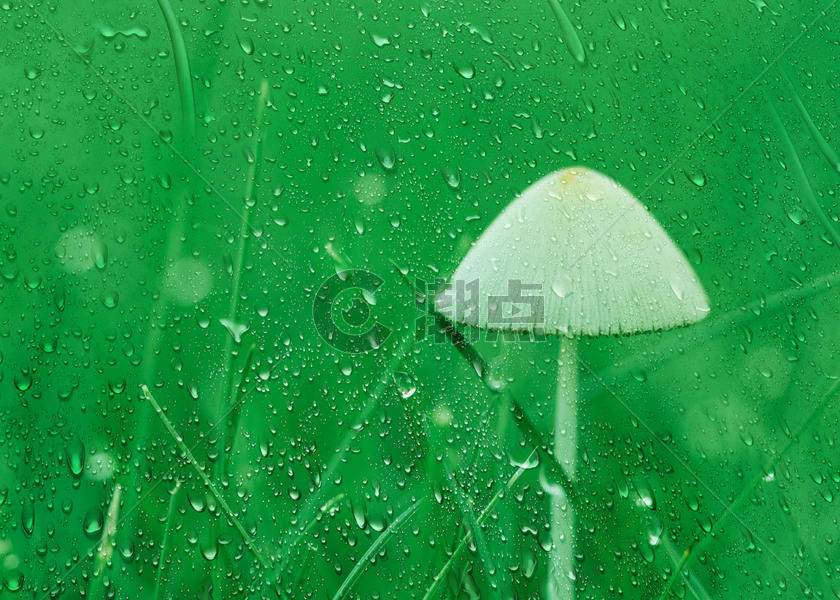 雨水图片素材免费下载