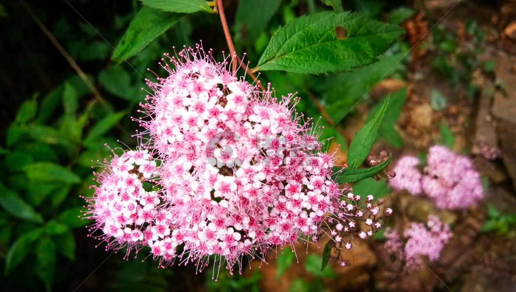 心形的粉色花束花朵图片素材免费下载
