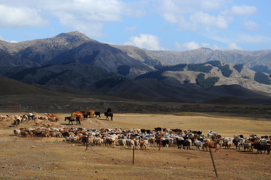 新疆赛里木湖湖畔草场放牧图片素材免费下载