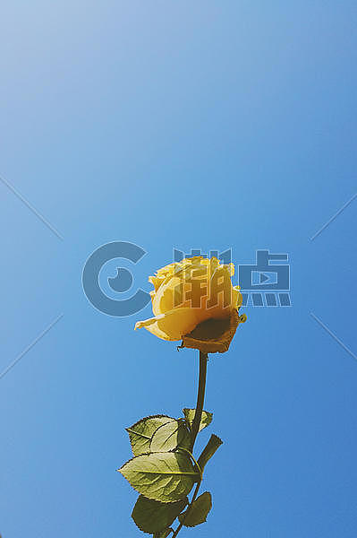 蓝天下的玫瑰花图片素材免费下载