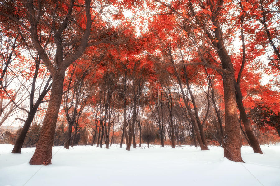 雪中红树林图片素材免费下载