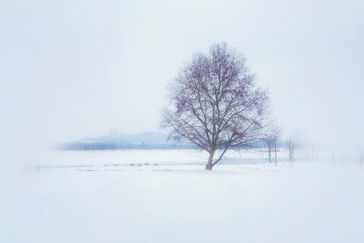 雪中树图片素材免费下载