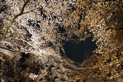 日本夜樱图片素材免费下载