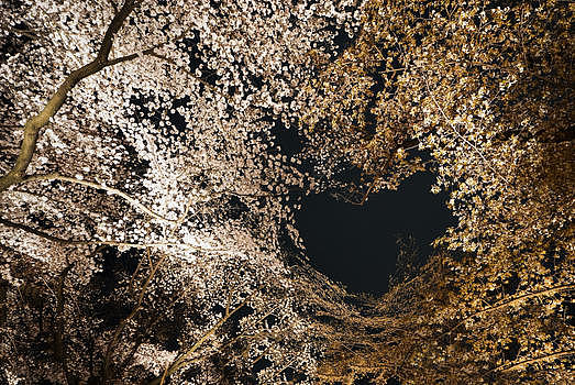 日本夜樱图片素材免费下载