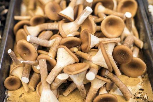 可以食用的蘑菇图片素材免费下载