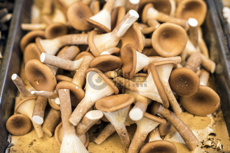 可以食用的蘑菇图片素材免费下载