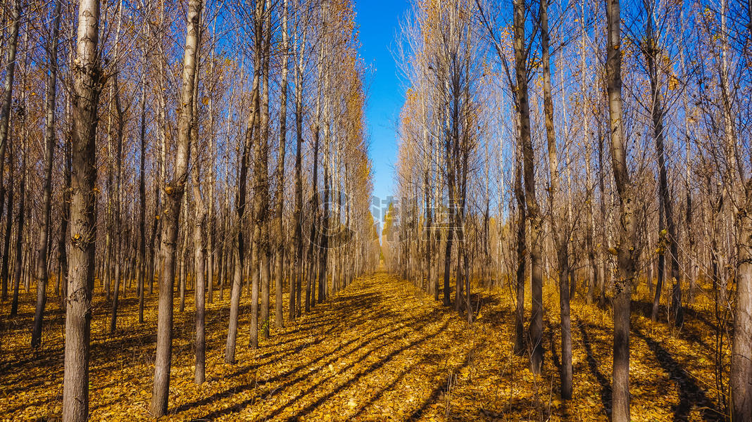内蒙古阿尔山森林风光图片素材免费下载