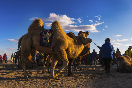 骆驼祥子图片素材免费下载