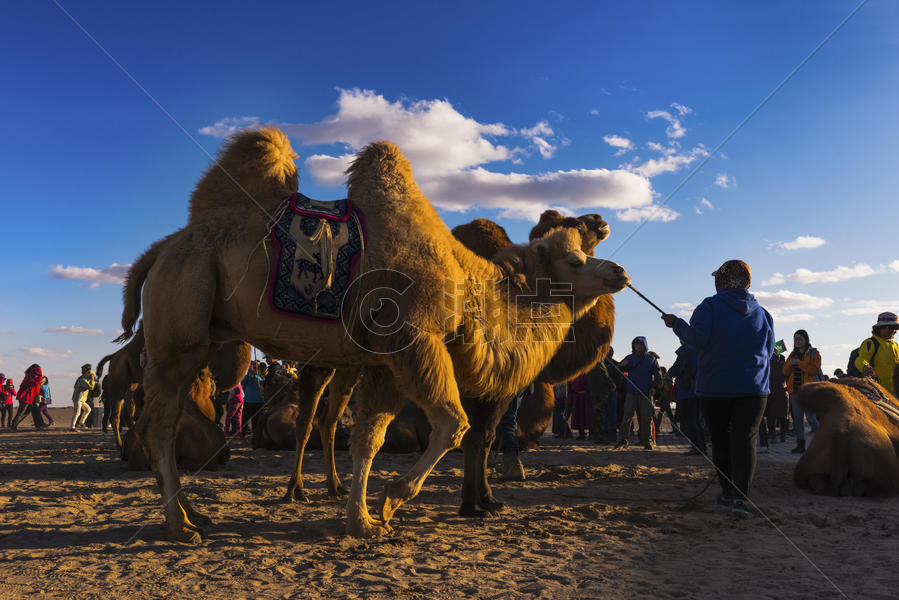 骆驼祥子图片素材免费下载