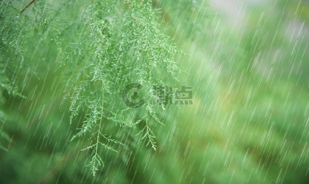 春天的雨水图片素材免费下载