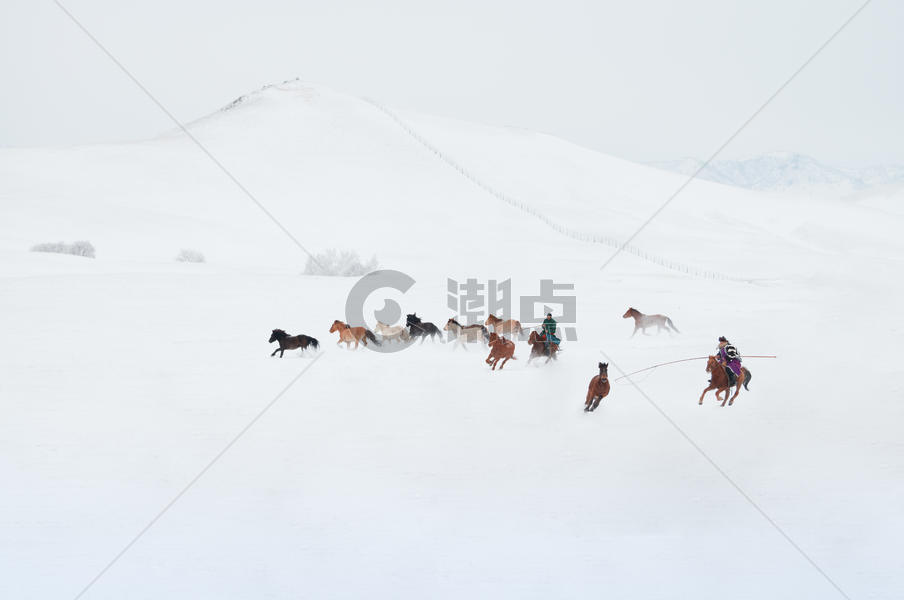 冬天雪地上的骏马图图片素材免费下载