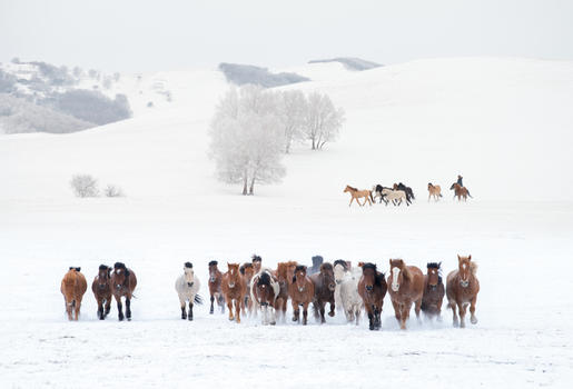 冬天雪地上的骏马图图片素材免费下载